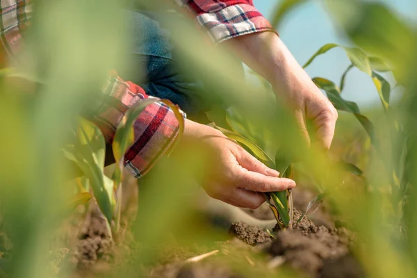 Női Agronómus Vizsgálja Fiatal Zöld Kukorica Növények Területen Farmer Néz — Stock Fotó