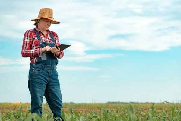 現代のスマート農業の概念で若い緑のトウモロコシ畑でデジタルタブレットコンピュータを使用して女性農家の農学者 — ストック写真