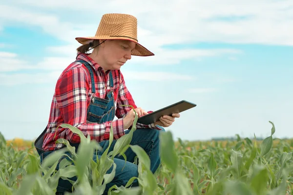 Női Mezőgazdasági Termelő Agronómus Digitális Táblagép Fiatal Zöld Kukorica Területen — Stock Fotó