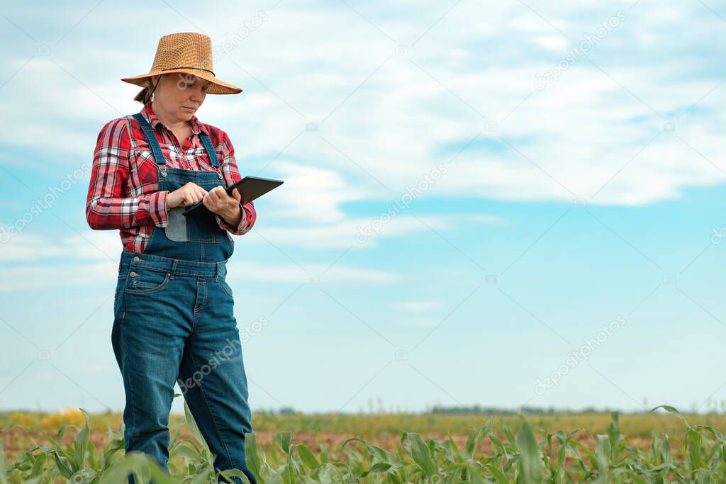 Female farmer agronomist using digital tablet computer in young green corn field in modern smart farming concept