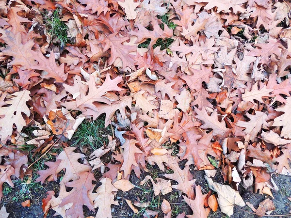 Bukott piros levelek tölgy (Quercus rubra) — Stock Fotó