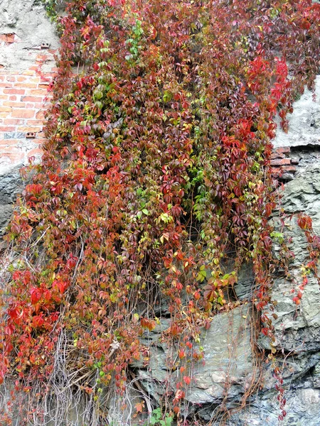 Parthenocissus quinquefolia of druiven Maagd (Parthenocissus quinquefolia) op de achtergrond van vernietigde muur — Stockfoto