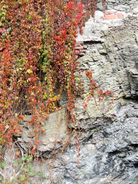 Parthenocissus quinquefolia veya üzüm bakire (Parthenocissus quinquefolia) tahrip olmuş duvar arka plan üzerinde — Stok fotoğraf