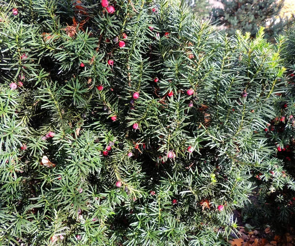 Taxus baccata (Taxus baccata).) — стокове фото