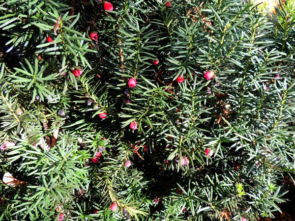 Taxus baccata (Taxus baccata).) — стокове фото