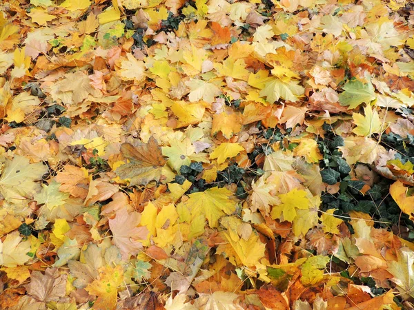 Hojas de arce de otoño y hiedra verde — Foto de Stock