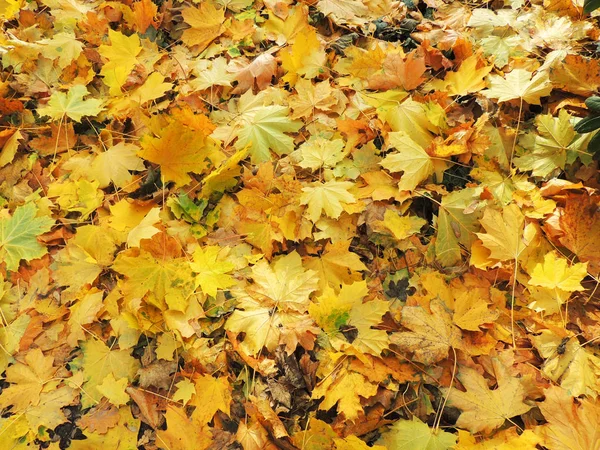 Hojas de arce de otoño y hiedra verde — Foto de Stock