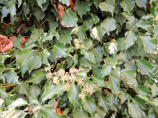 Hiedra de Colchis "Arborestsens" (Hedera colchica "Arborescens") — Foto de Stock