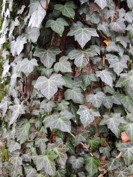 Ivy (Nedera helix) on tree trunk — Stock Photo, Image