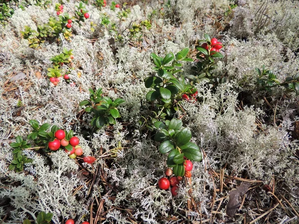 Cowberry e clade di renne Cladonia rangiferina — Foto Stock