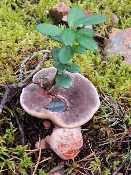 Bitterfish mantar, Lactarius rufus, yabanmersini, Vaccinium vitis-idaea yanında büyüdü — Stok fotoğraf