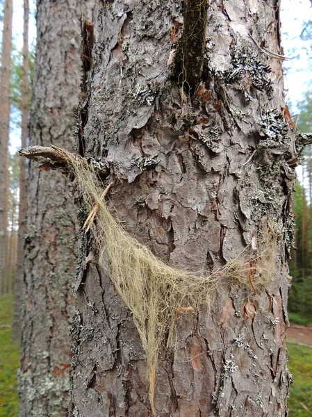Korstmossen in whitening dichtbevolkte, Baardmos dasypoga, op de kofferbak van pine — Stockfoto
