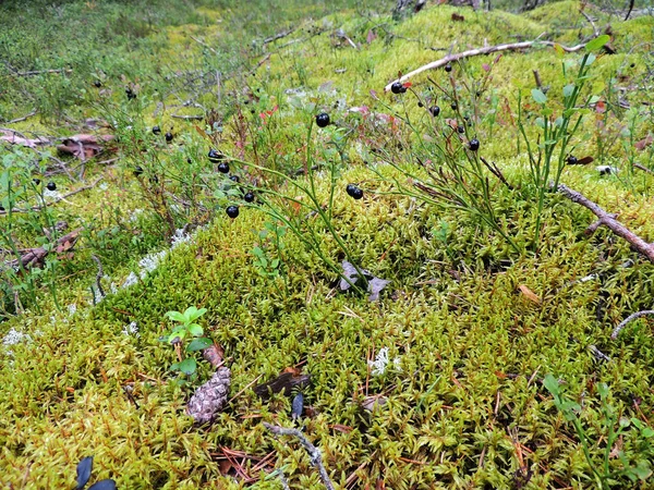 Bilberry (Vaccinium myrtillus) çilek ile — Stok fotoğraf