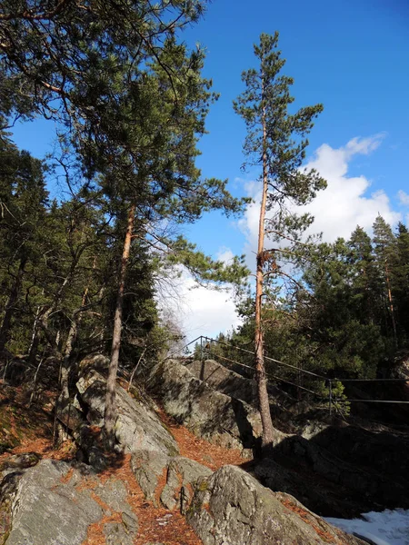 Pines on bank of canyon of Imatrankoski waterfall. Imatra, Finland — Stock Photo, Image