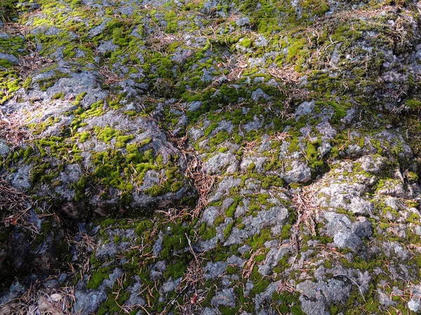 Granit kaya yüzeyinde yosun kaplı — Stok fotoğraf