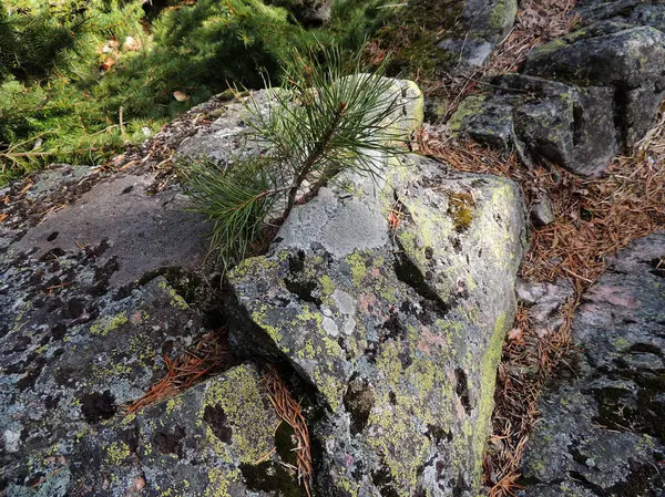 Granit kayanın içinde büyüyen genç çam — Stok fotoğraf