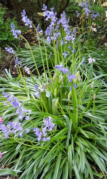 Hyacinthoides Bushes Spring Flowering — Stock Photo, Image