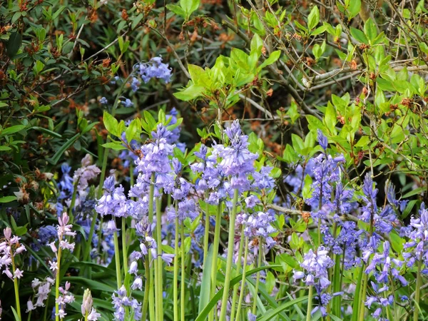 Гиацинтоидные Кусты Весной Время Цветения — стоковое фото