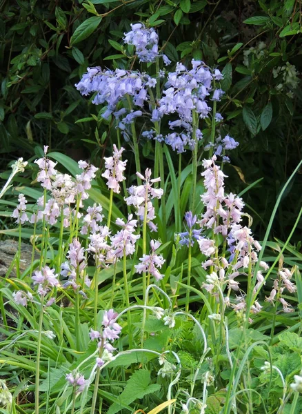 Çiçek Açarken Hyacinthoides Çalıları — Stok fotoğraf