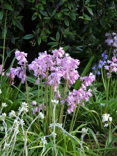 Çiçek Açarken Hyacinthoides Çalıları — Stok fotoğraf