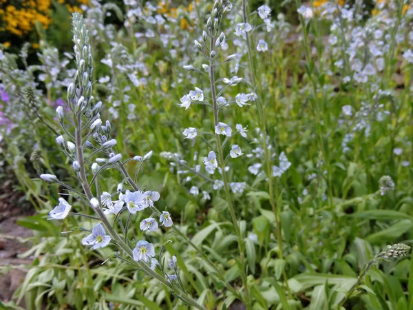 Gentiane Speedwell Printemps Pendant Floraison — Photo