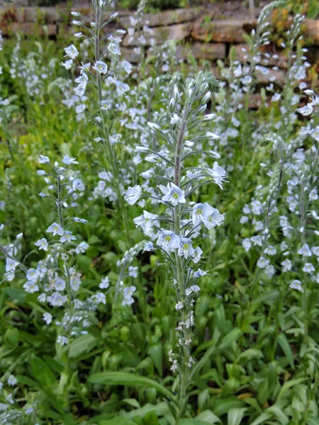 Heidense Speedwell Het Voorjaar Tijdens Bloei — Stockfoto