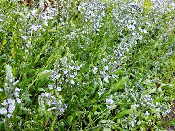 Velocidad Genciana Primavera Durante Floración —  Fotos de Stock