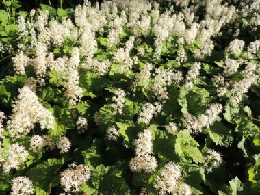 Soğan otu ya da köpük çiçeği, Tiarella kordifolisi, çiçek açarken.
