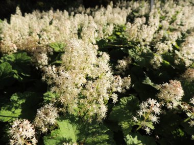 Soğan otu ya da köpük çiçeği, Tiarella kordifolisi, çiçek açarken.