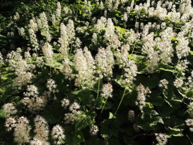 Soğan otu ya da köpük çiçeği, Tiarella kordifolisi, çiçek açarken.