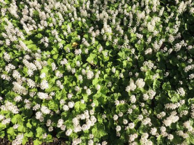 Soğan otu ya da köpük çiçeği, Tiarella kordifolisi, çiçek açarken.