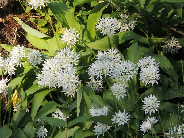 Ramson Vahşi Pırasa Çiçek Açarken Allium Ursinum — Stok fotoğraf