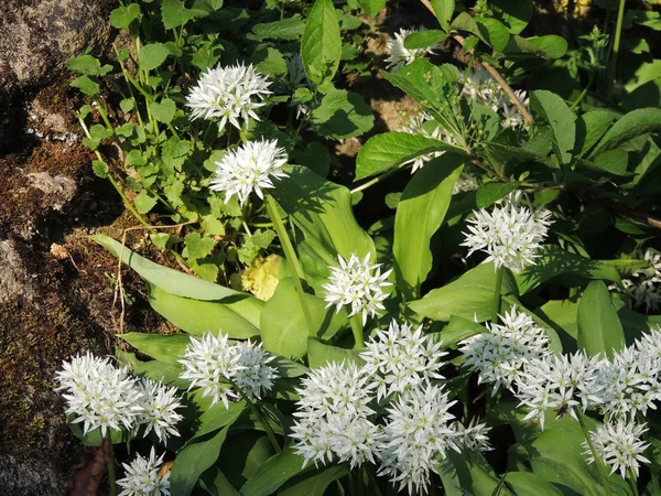 Рамсон Дикий Лук Порей Allium Ursinum Время Цветения — стоковое фото