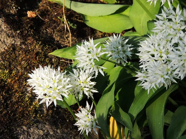 Ramson Vahşi Pırasa Çiçek Açarken Allium Ursinum — Stok fotoğraf