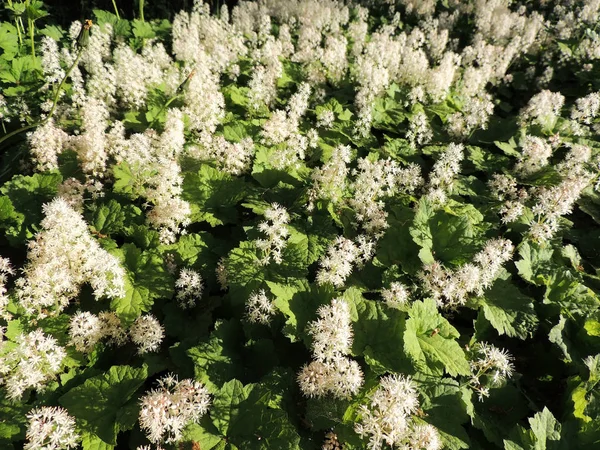 Soğan otu ya da köpük çiçeği, Tiarella kordifolisi, çiçek açarken.