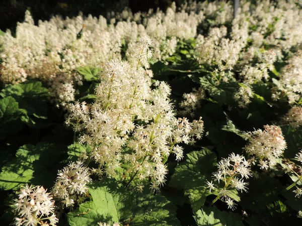 Soğan otu ya da köpük çiçeği, Tiarella kordifolisi, çiçek açarken.
