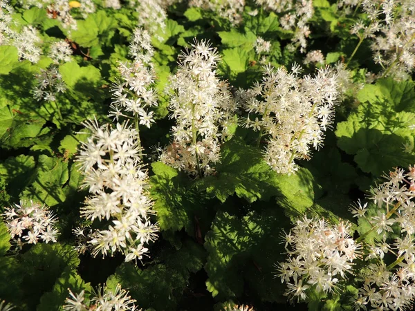 Coolwort Foam Flower Tiarella Cordifolia Flowering — Stock Photo, Image