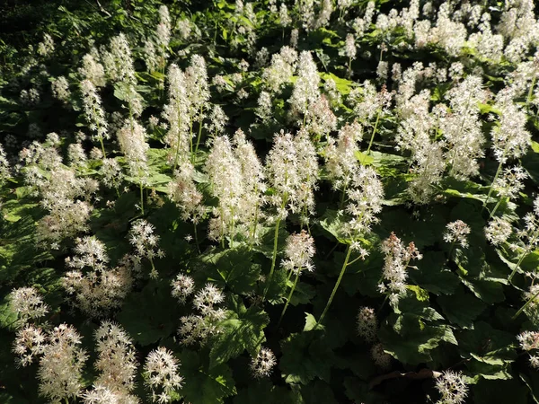 Soğan otu ya da köpük çiçeği, Tiarella kordifolisi, çiçek açarken.