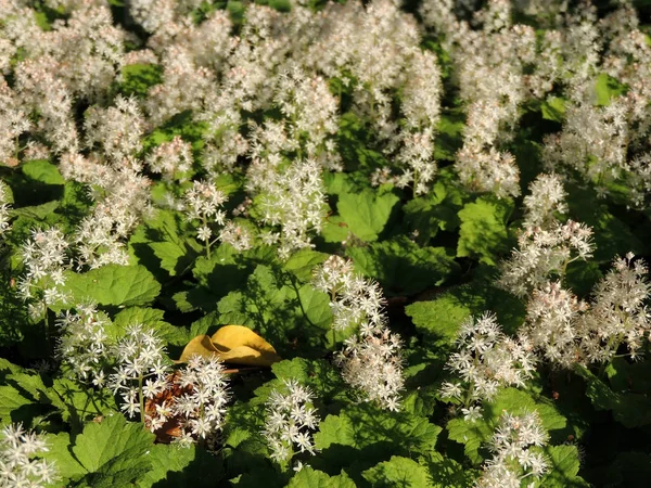 Coolwort Foam Flower Tiarella Cordifolia Flowering — Stock Photo, Image