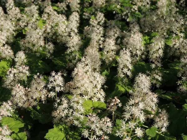 Охлаждение Пенный Цветок Tiarella Cordifolia Время Цветения — стоковое фото