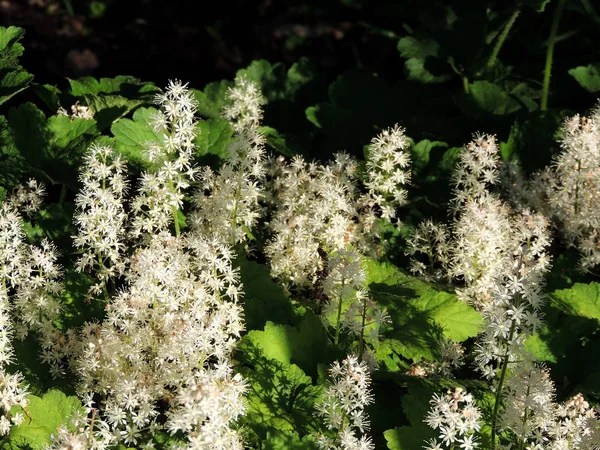 Hipérico Flor Espuma Tiarella Cordifolia Durante Floración Imágenes de stock libres de derechos