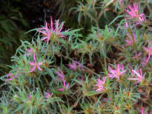 Blooming Rhododendron Thin Pink Petals — Stok fotoğraf