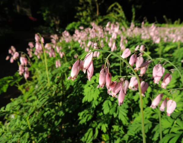 Dicentra Wild Fringed Bleeding Heart Turkey Corn Sunny Meadow — Stockfoto