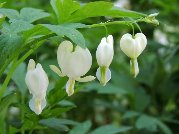 Lamprocapnos Corazón Sangrante Corazón Sangrante Asiático Flores Blancas — Foto de Stock