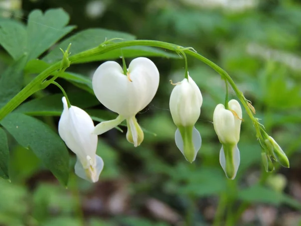 Lamprocapnos Kanayan Kalp Asyalı Kanayan Kalp Beyaz Çiçekler — Stok fotoğraf