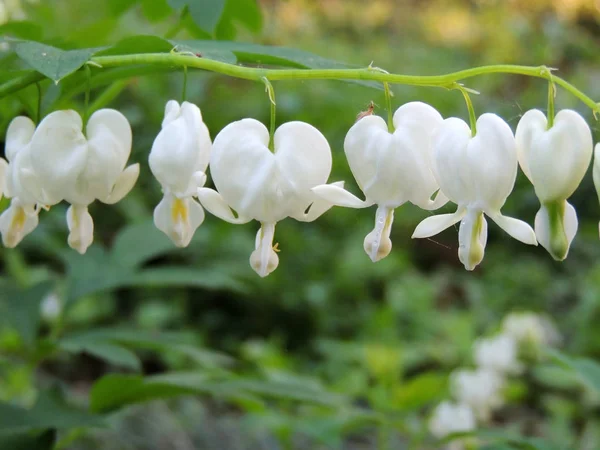 Lamprocapnos Bleeding Heart Asian Bleeding Heart White Flowers — Stock Photo, Image