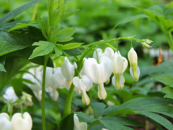 Lamprocapnos Blödande Hjärta Eller Asiatiskt Blödande Hjärta Vita Blommor — Stockfoto