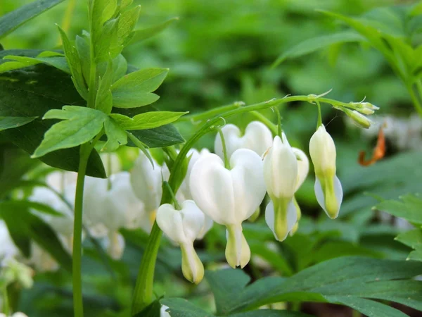 Lamprocapnos Blödande Hjärta Eller Asiatiskt Blödande Hjärta Vita Blommor — Stockfoto