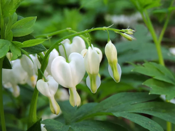 Lamprocapnos Corazón Sangrante Corazón Sangrante Asiático Flores Blancas — Foto de Stock