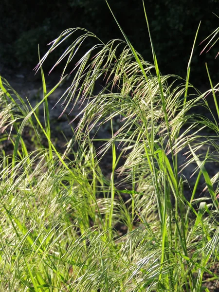 Gebogen Aartjes Van Slapend Broom Cheatgrass — Stockfoto